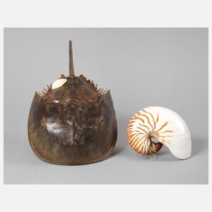 Panzer eines Pfeilschwanzkrebses