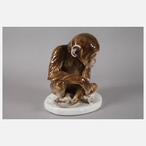 Johann Robert Korn, sitzender Schimpanse