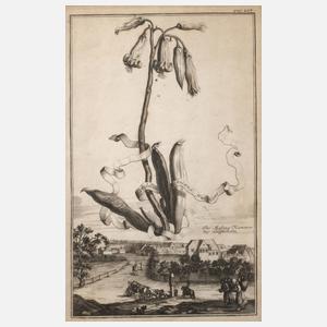 Der Hesperiden-Garten in Nürnberg