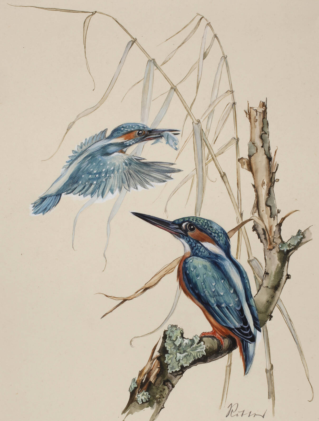 Wilhelm Ritter, Eisvögel