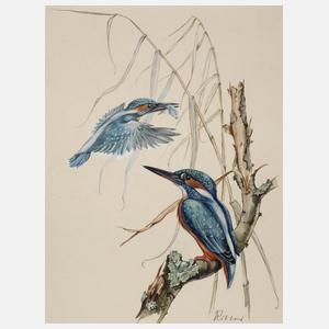 Wilhelm Ritter, Eisvögel