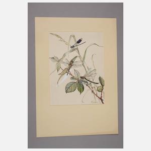 Wilhelm Ritter, Libellen