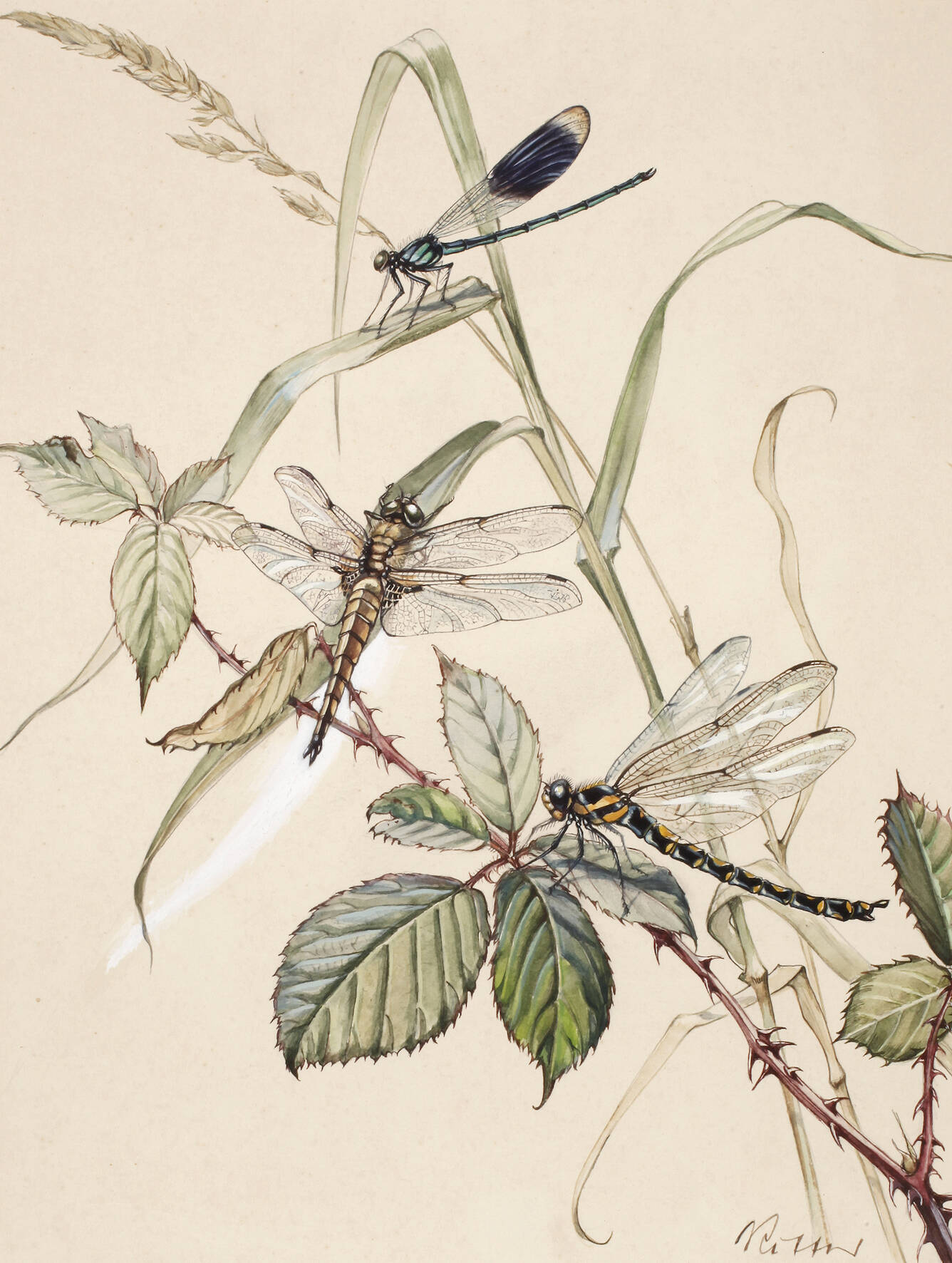 Wilhelm Ritter, Libellen