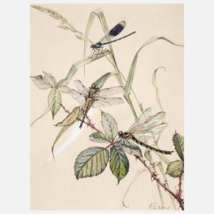 Wilhelm Ritter, Libellen