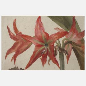 Blühende Amaryllis