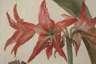 Blühende Amaryllis