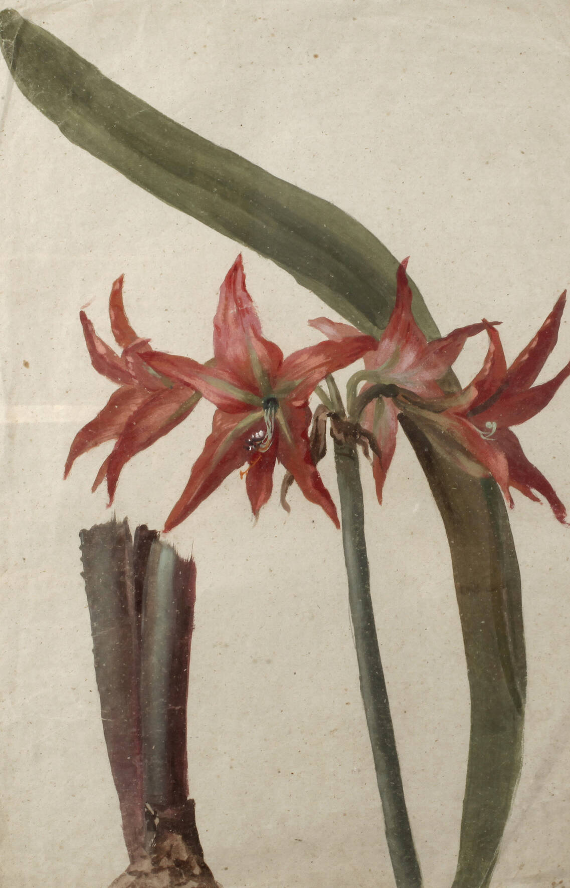Blühende Amaryllis