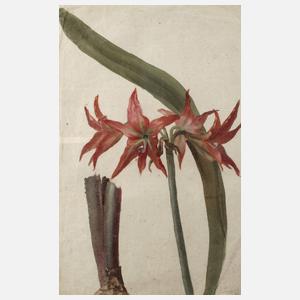 Blühende Amaryllis
