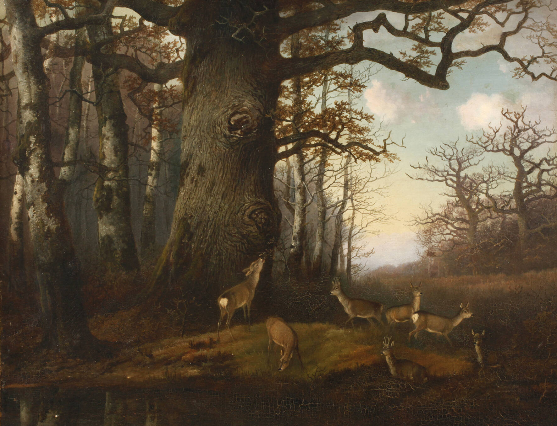 Georg Höhn, Rehe im Laubwald