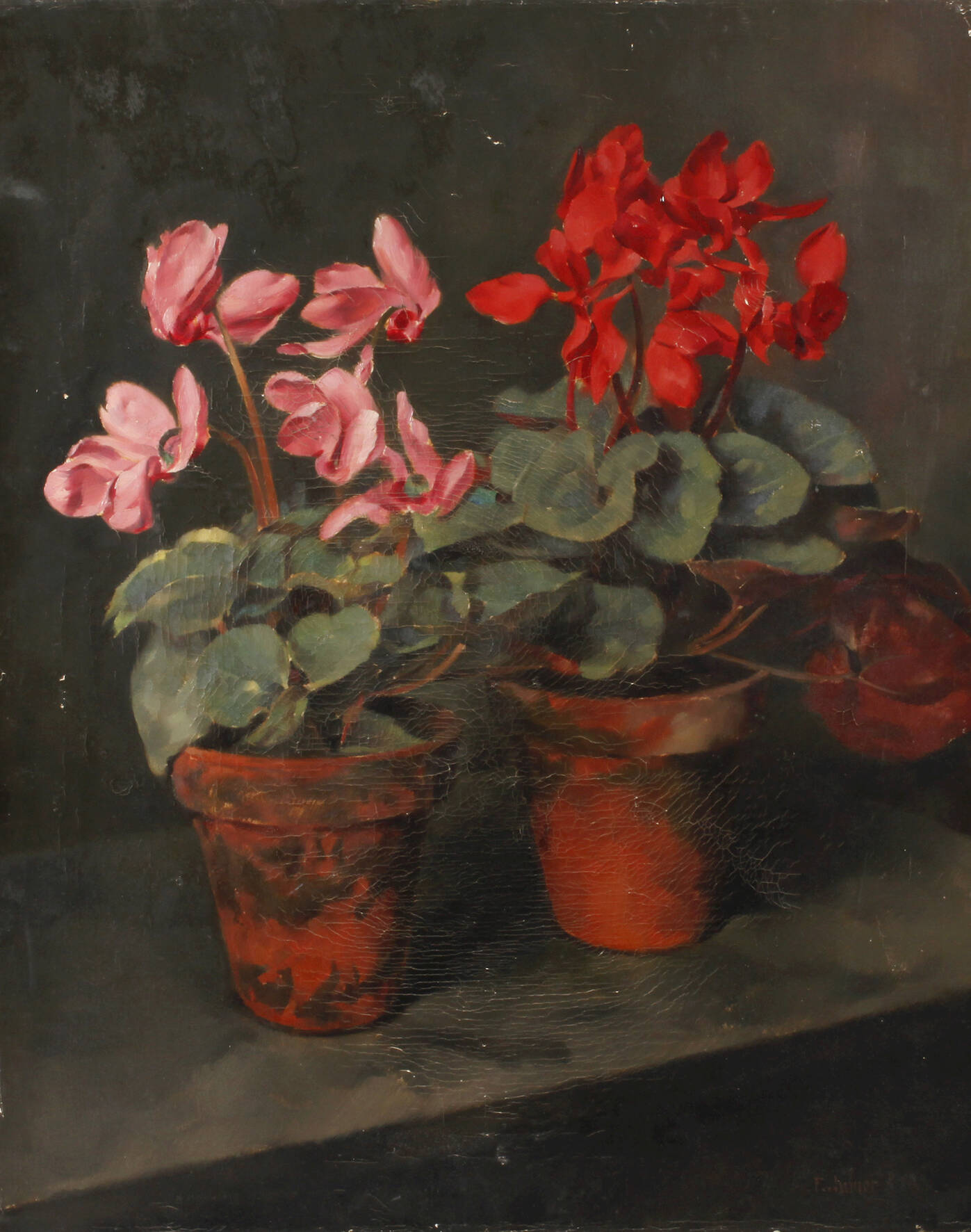 Franz Aumer, Alpenveilchen