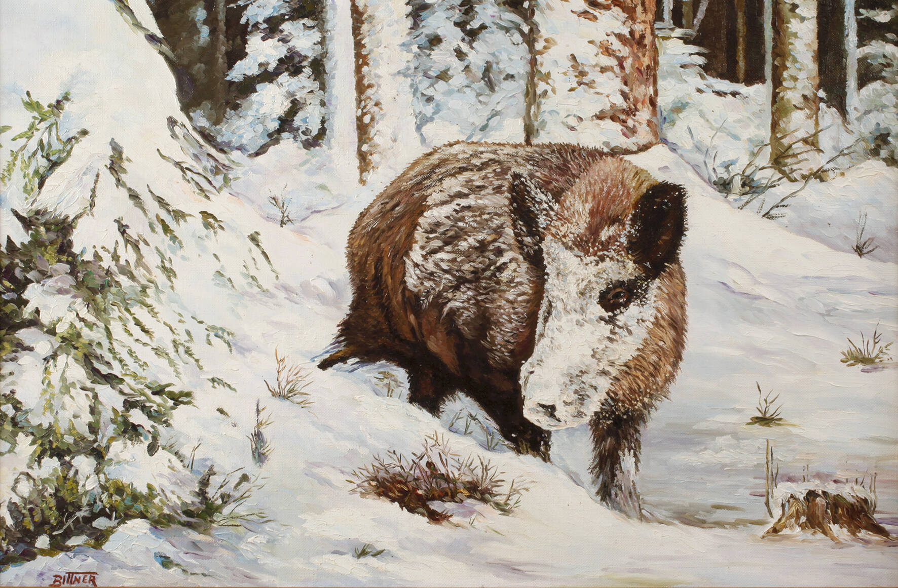 Bittner, Wildschwein im Winterwald