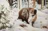 Bittner, Wildschwein im Winterwald