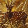 Herbert Bormann (attr.), Rehbock im Gras