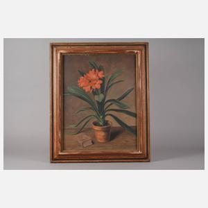 O.W.W. Müller, "Clivia miniata"