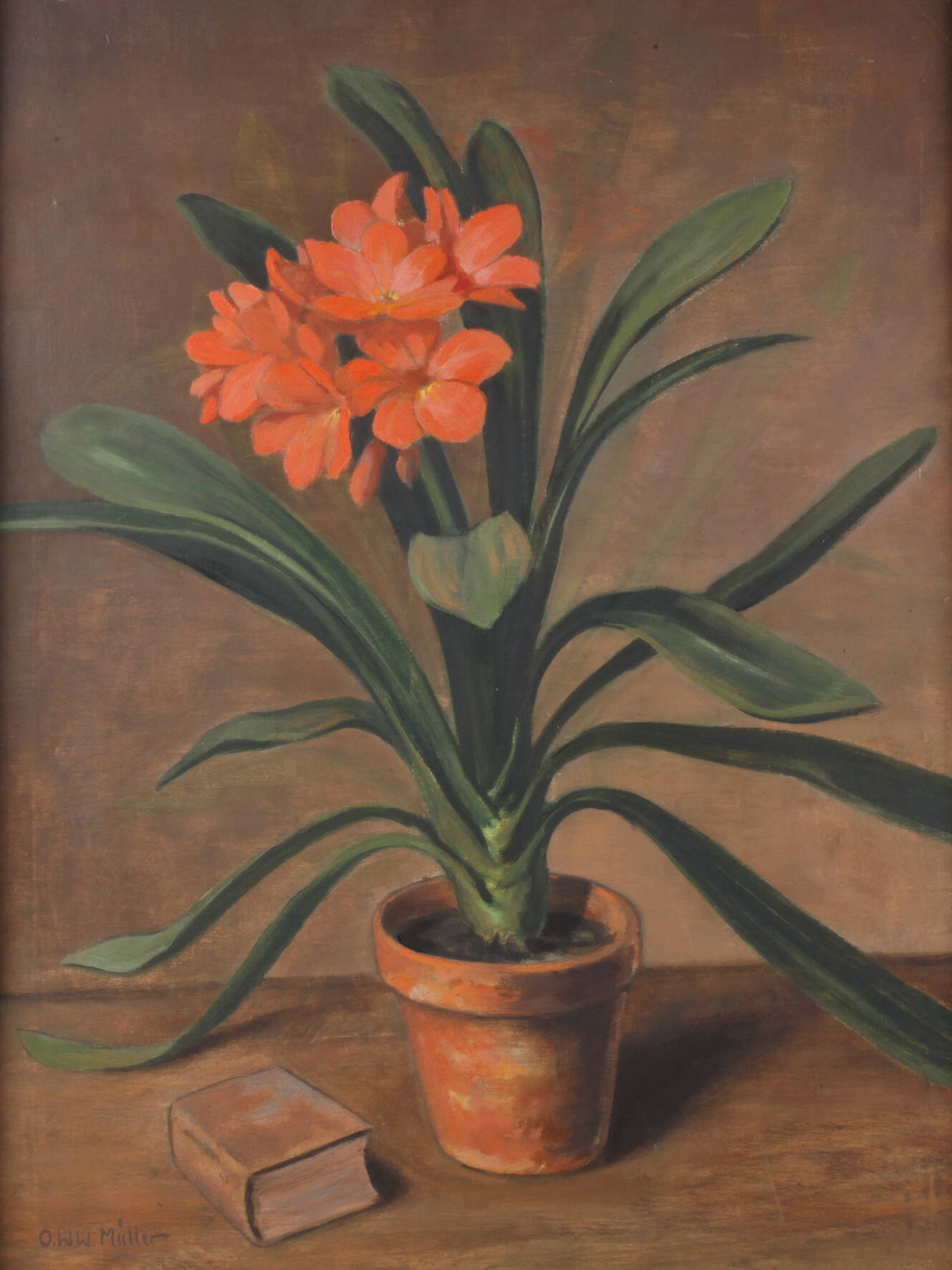 O.W.W. Müller, "Clivia miniata"