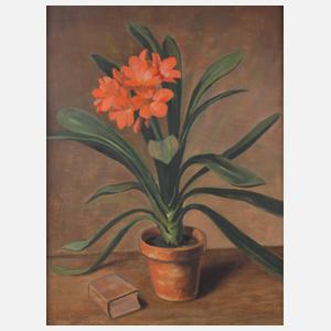 O.W.W. Müller, "Clivia miniata"