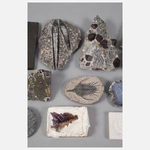Kleine Mineralien- und Petrefaktensammlung
