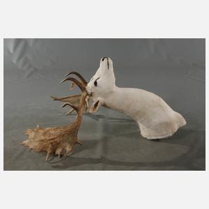 Dammhirsch Albino