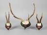 Drei Jagdtrophäen