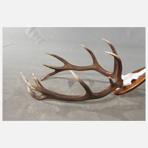 Große Jagdtrophäe