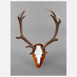 Große Jagdtrophäe