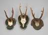 Drei Jagdtrophäen