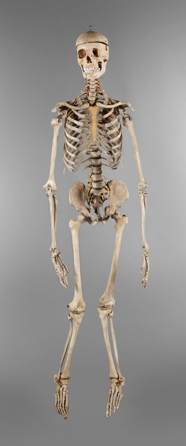 Anatomiemodell des menschlichen Skeletts