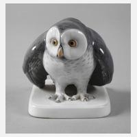 Metzler & Ortloff Ilmenau kleine Schneeeule111