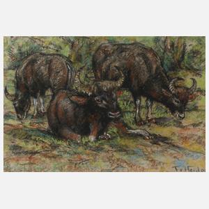 Fritz von Heider, Wasserbüffel