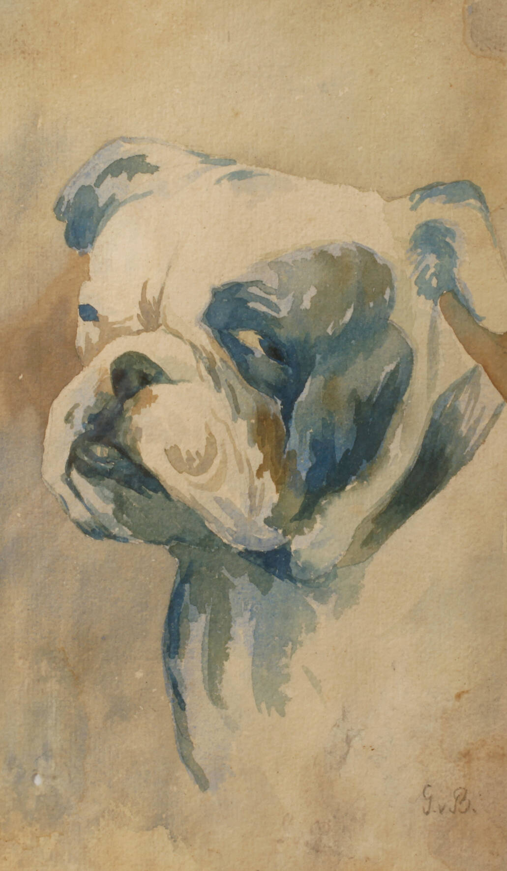 Portrait einer Dogge