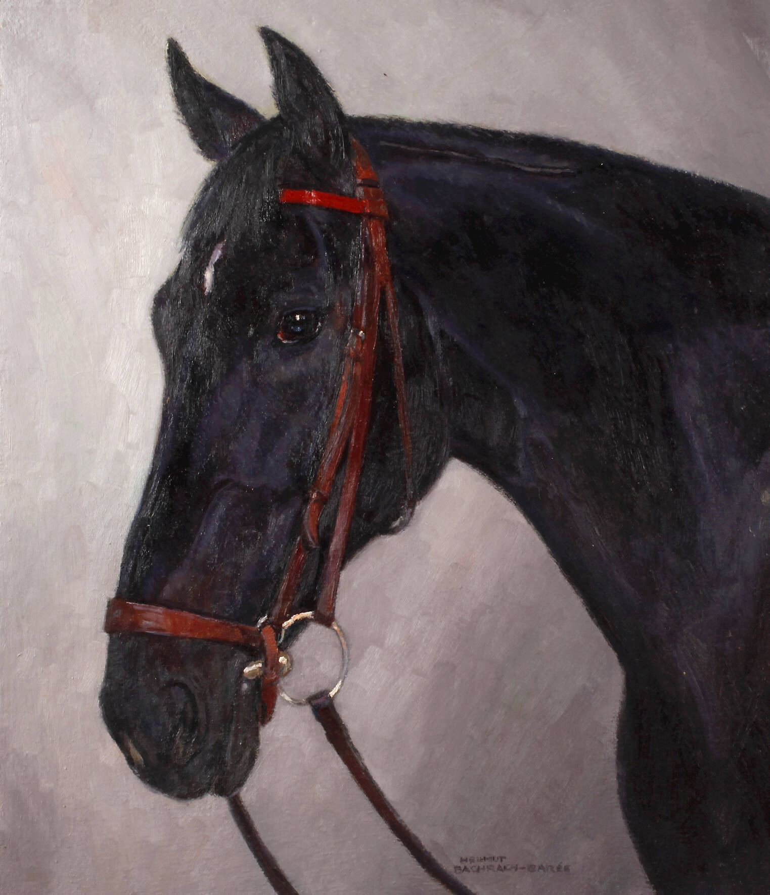 Hellmut Bachrach-Barée, Hengstportrait "Fury"