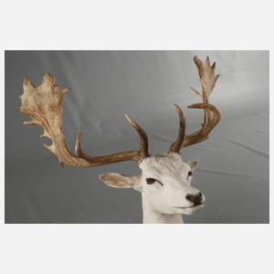Dammhirsch Albino