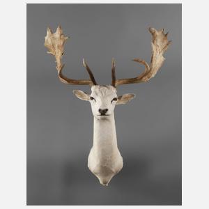 Dammhirsch Albino