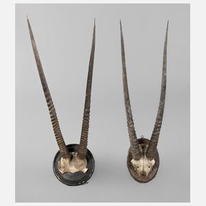 Zwei Jagdtrophäen
