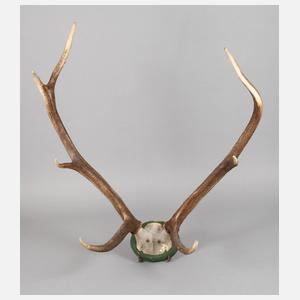 Große Jagdtrophäe