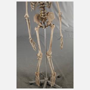 Anatomiemodell des menschlichen Skeletts