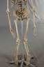 Anatomiemodell des menschlichen Skeletts