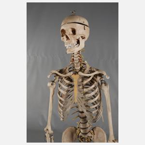 Anatomiemodell des menschlichen Skeletts
