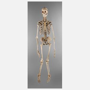 Anatomiemodell des menschlichen Skeletts