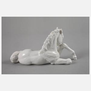 Meissen liegendes Fohlen