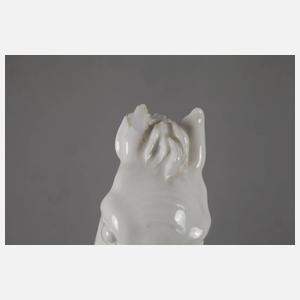 Meissen liegendes Fohlen