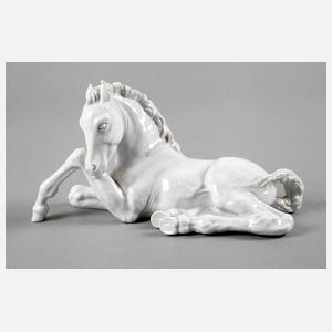 Meissen liegendes Fohlen