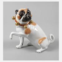 Kämmer Rudolstadt Mops111