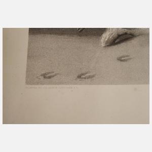 Sir Edwin Henry Landseer, nach, "The Challenge"