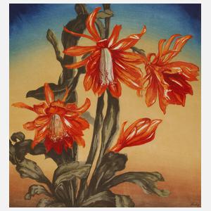 Prof. Hugo Noske, Blühender Kaktus