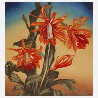 Prof. Hugo Noske, Blühender Kaktus111