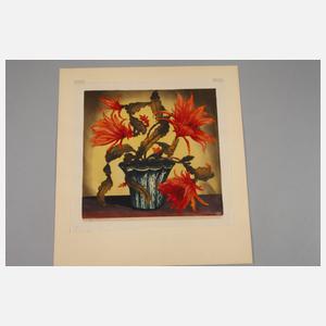 Prof. Hugo Noske, Blühende Kaktee