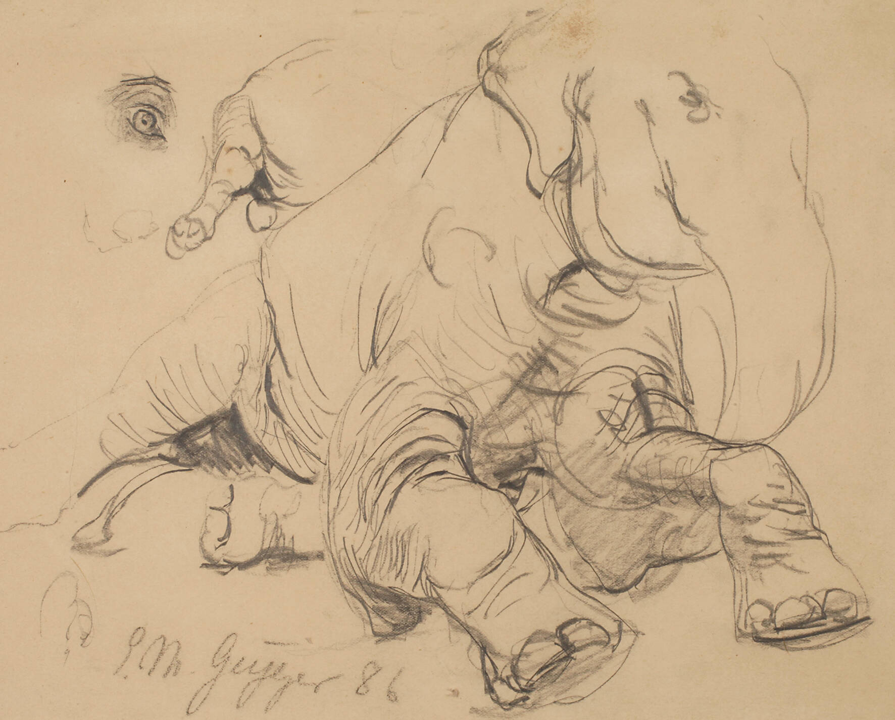 Prof. Ernst Moritz Geyger, Elefantenstudie