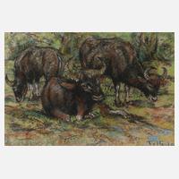 Fritz von Heider, Wasserbüffel111