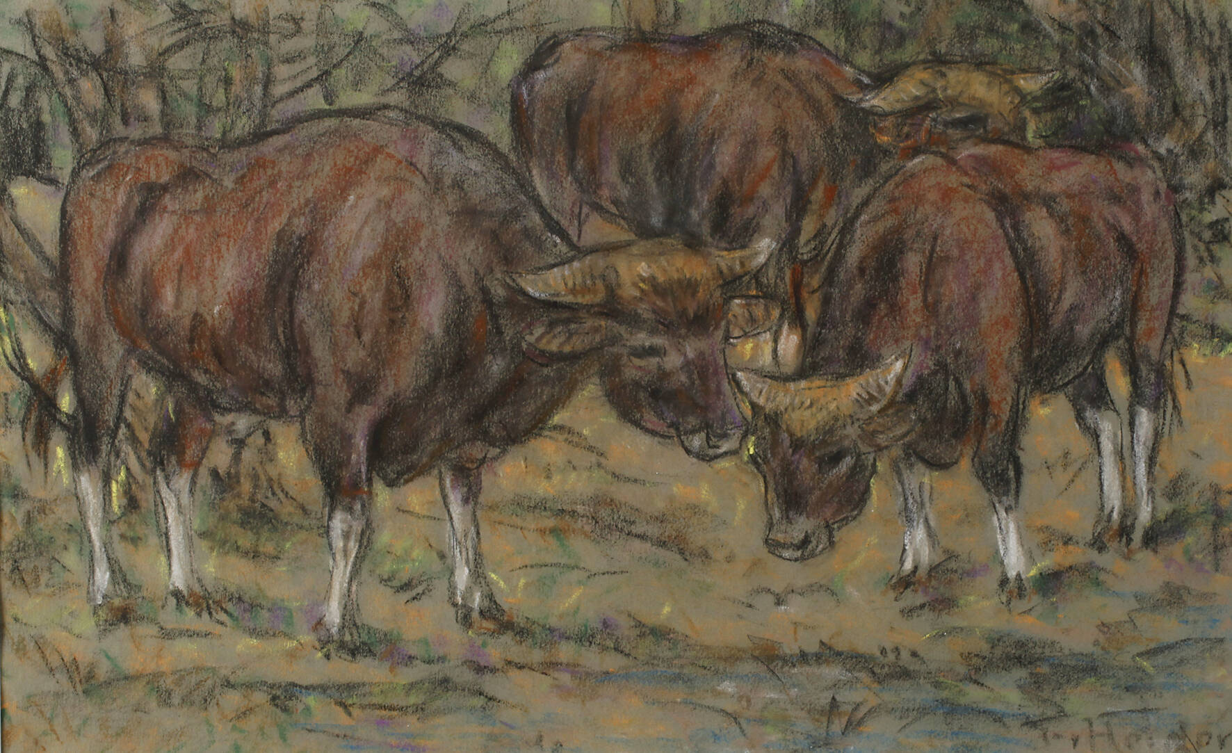 Fritz von Heider, Rinder